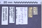 Etiketten zu Lacon pyrsolepis (NHMW-ZOO-COL-0008155)